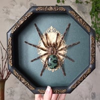 Image 1 of Poecilotheria with Kambaba Jasper
