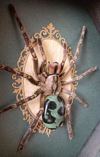 Image 2 of Poecilotheria with Kambaba Jasper