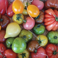 Image 1 of French Provence Mixed Heritage Tomato 