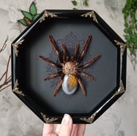 The Skeleton tarantula