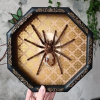 Framed Bronze Tarantula