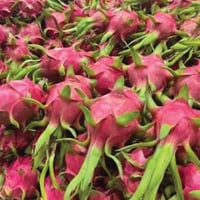 Image 1 of Thai Red XL Dragonfruit
