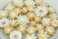 Image 1 of 60 Strawflower Heads - Ivory