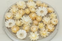 Image 2 of 60 Strawflower Heads - Ivory