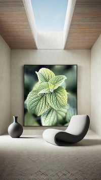 Image 1 of Serene Salvia