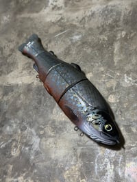 Image 2 of Immortal Trout 7.7 “Silver Brook”