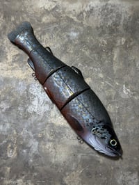 Image 1 of Immortal Trout 7.7 “Silver Brook”
