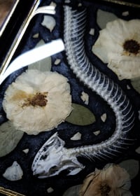 Image 2 of Snake Skeleton and Rose Wall Frame