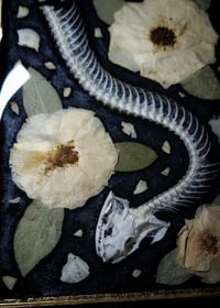 Image 4 of Snake Skeleton and Rose Wall Frame