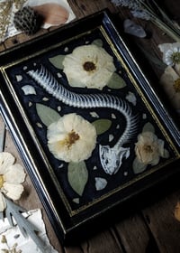 Image 3 of Snake Skeleton and Rose Wall Frame