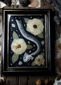 Image 1 of Snake Skeleton and Rose Wall Frame