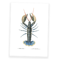 Image 1 of Homard bleu