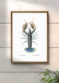 Image 2 of Homard bleu