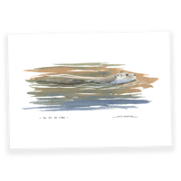 Image 1 of Loutre - Au fil de l'eau