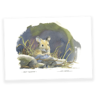 Image 1 of Mulot sylvestre