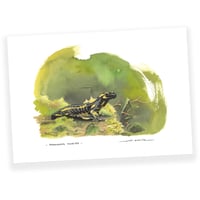 Image 1 of Salamandre