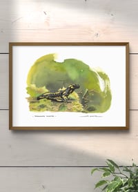 Image 2 of Salamandre