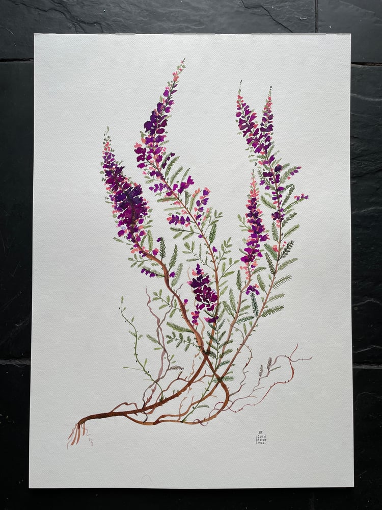 Image of Heather