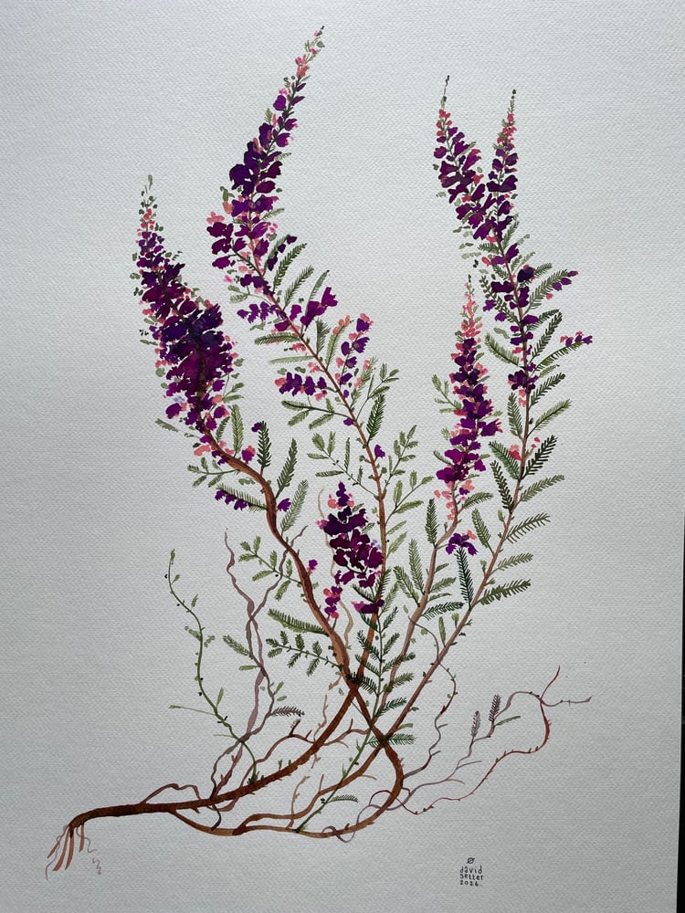 Image of Heather