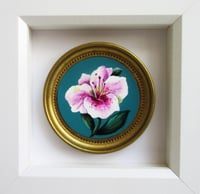 "Camelia cameo"