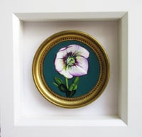 "Hellebore cameo"