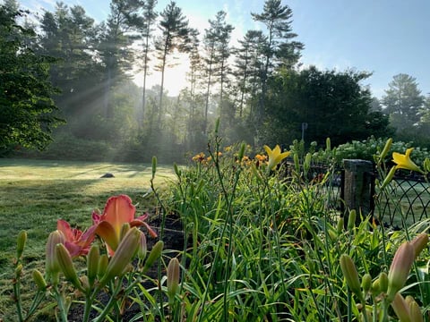 Image of Watercolor Summer Blooms at Bell Farm Shops (York, Maine)