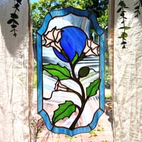 Image 3 of Datura Stramonium