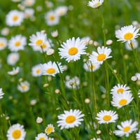 Image 1 of LOST DAISY