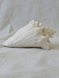 Image 1 of Sea Weathered Conch Shell