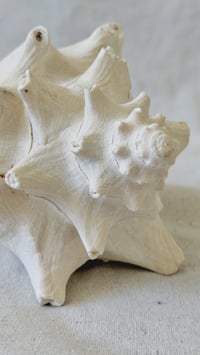 Image 5 of Sea Weathered Conch Shell