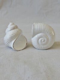 Image 1 of Seashell Salt & Pepper Shakers