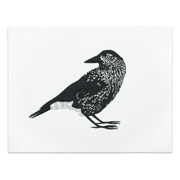 Spotted Nutcracker | Notenkraker