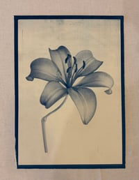 Flower Cyanotype