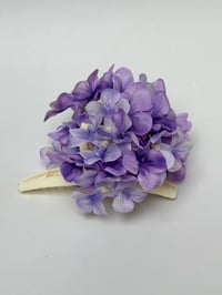 Image 1 of fig hydrangea claw 