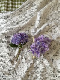 Image 4 of fig hydrangea claw 
