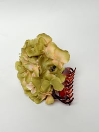 Image 1 of olive hydrangea claw 