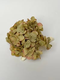 Image 1 of xl sage green hydrangea claw 