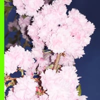 Image 1 of BALF - EFFLORESCENCE (V58)