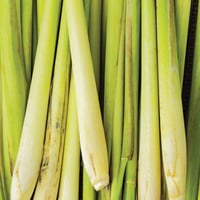 Thai Lemongrass Stalk