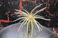 Image 4 of SPEEDBALL Cokie Style Creature Urchin Bait SS