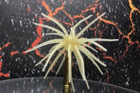 Image 3 of SPEEDBALL Cokie Style Creature Urchin Bait SS
