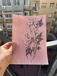 Image 1 of Pink Chrysanthemum #1
