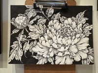 Pen and Ink Peonies 
