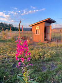 Image 4 of Fireweed : Chamaenerion angustifolium