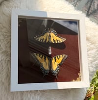 Image 1 of Swallowtails No. I 