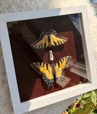 Image 2 of Swallowtails No. I 