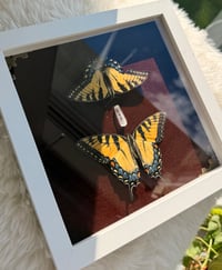 Image 3 of Swallowtails No. I 