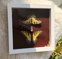 Image 4 of Swallowtails No. I 