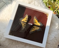 Image 6 of Swallowtails No. I 