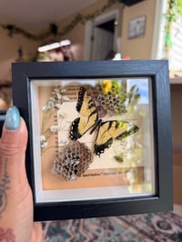Image 2 of Honeycomb Bee & Swallowtail 